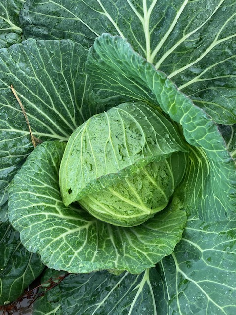 あられとくみつ