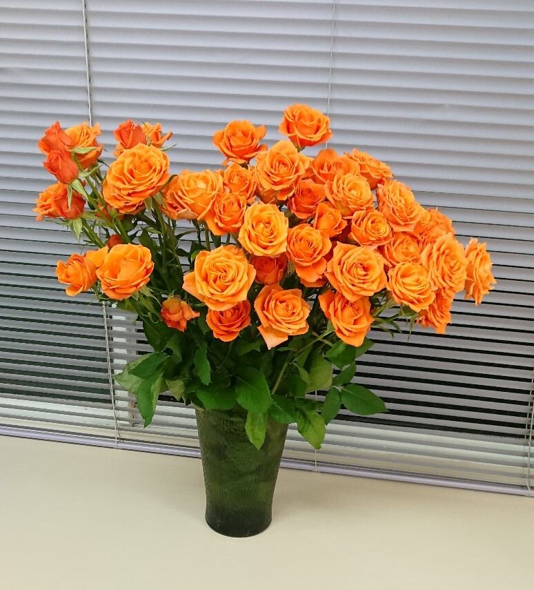 DSC_2017_copy_774x855