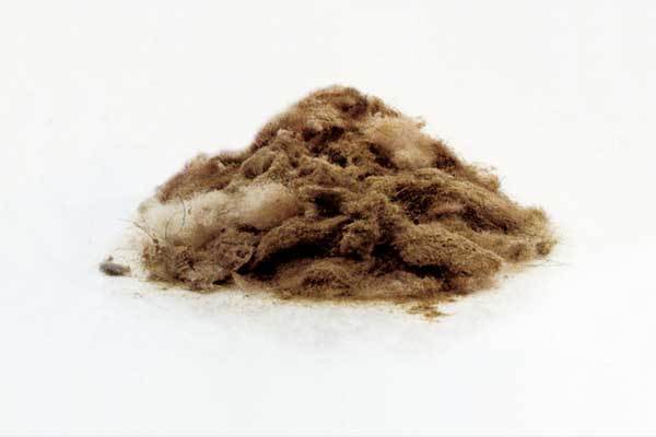 カーペットクリーニング3