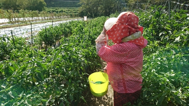 ナノバブル水_農業_生育効果