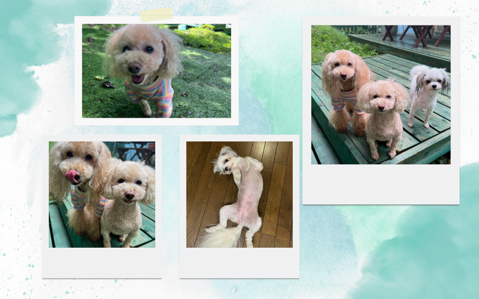 お客様の声 maeda