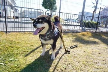 DSC00851_コピー_コピー