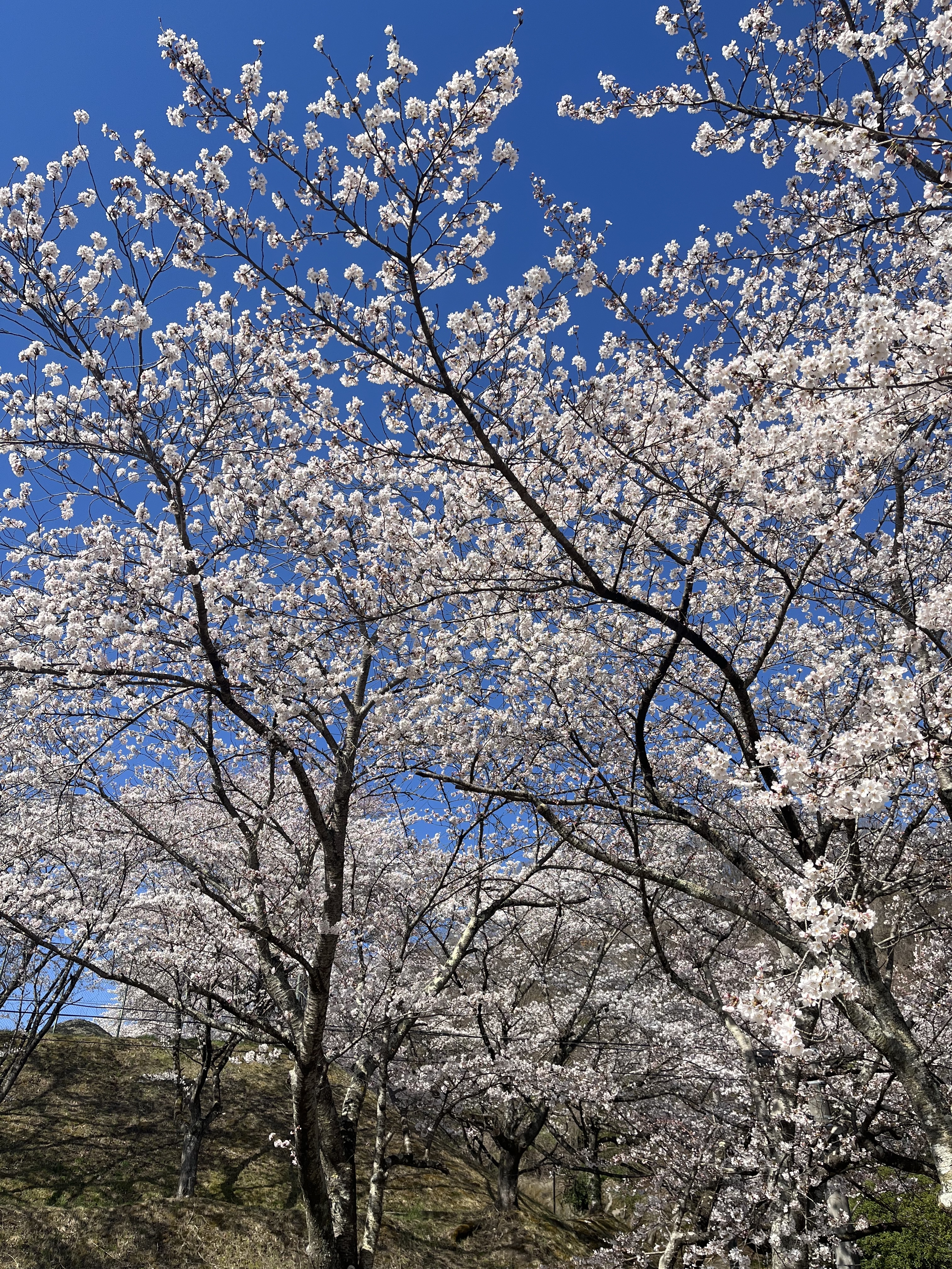 1CAB177D-25B5-4C84-9924-510E9CE78A19