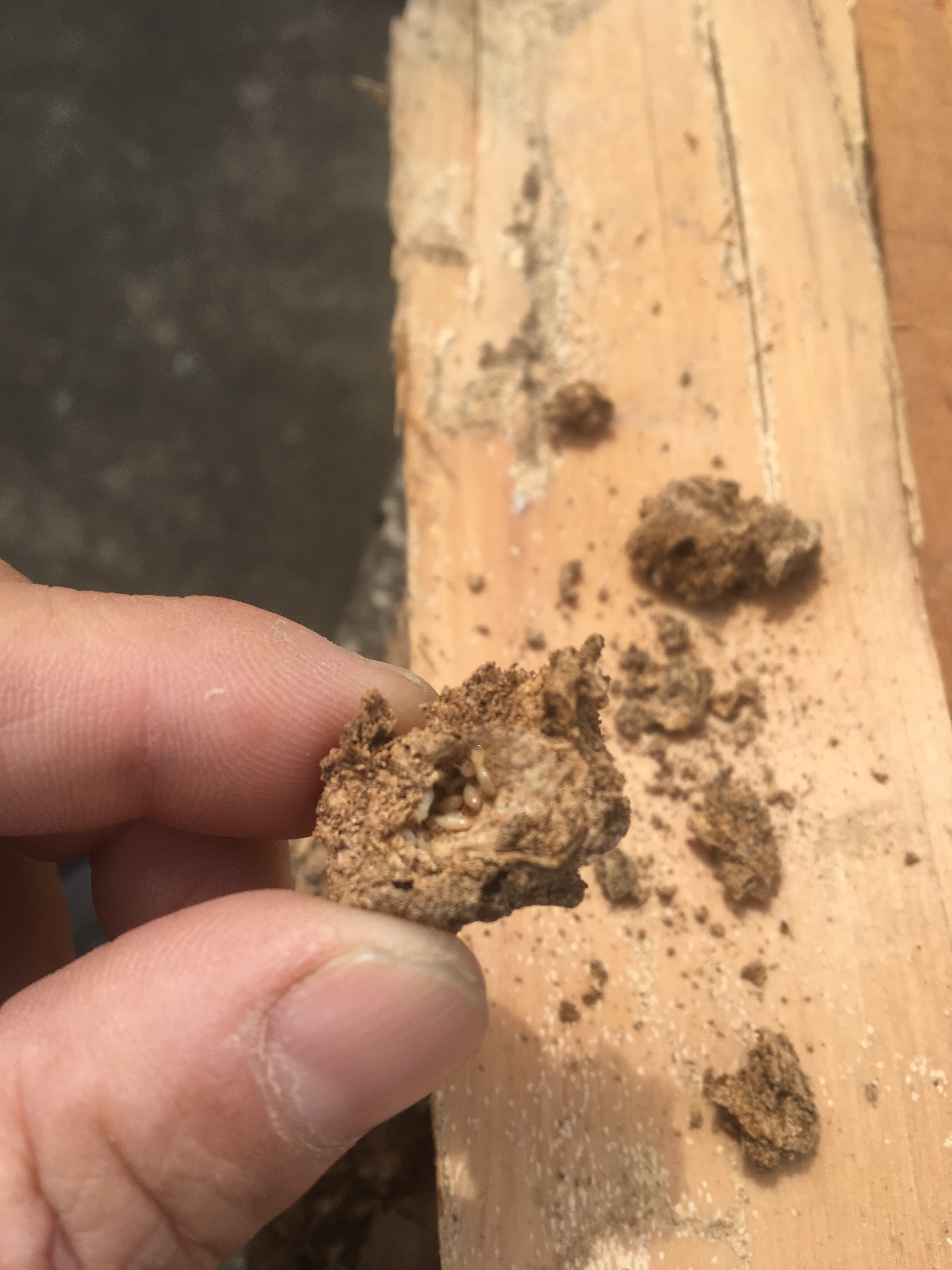 86128491-B77F-41F2-BF1A-E4B9262A9F0F