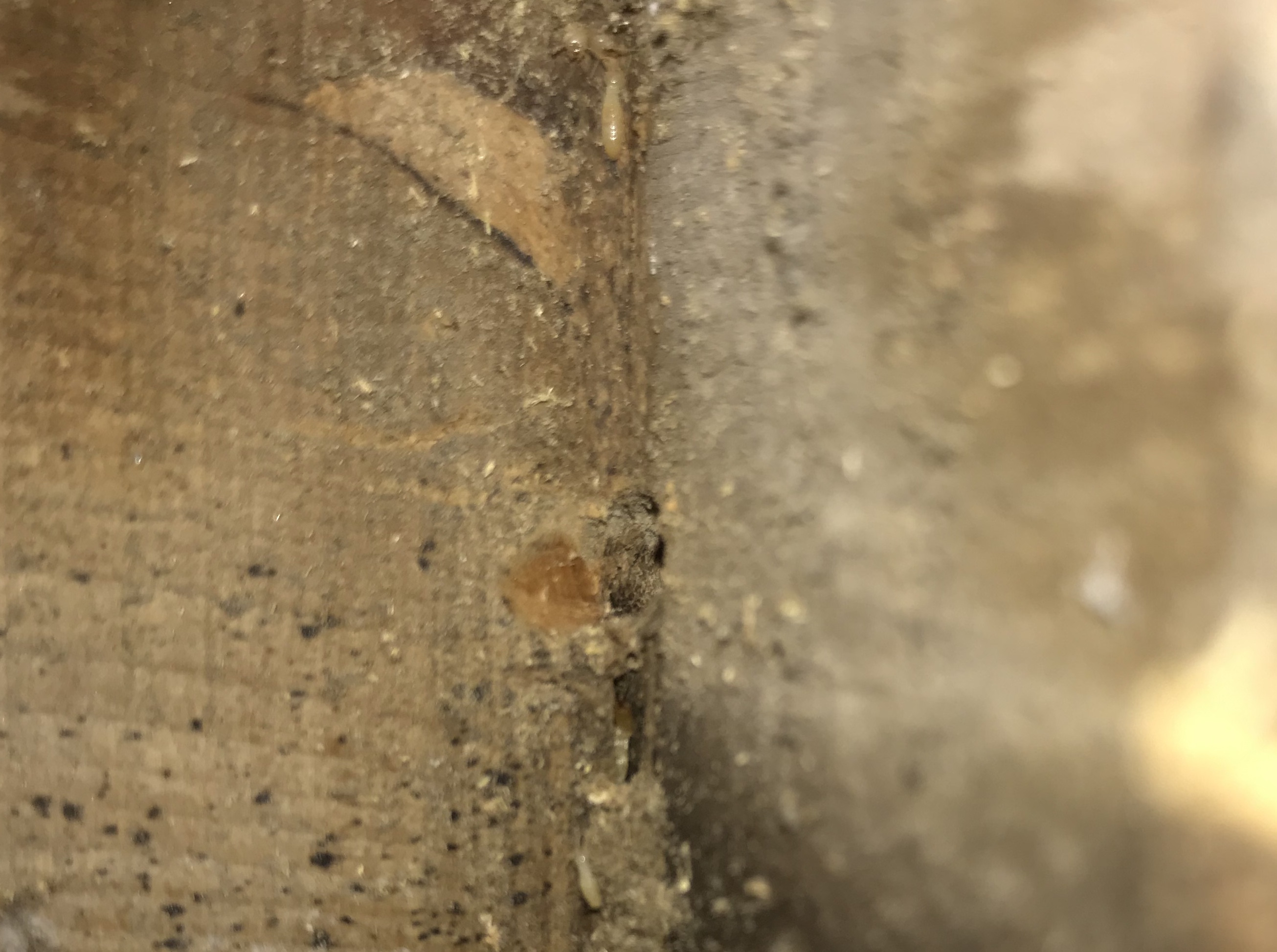 3531061C-914D-4265-912E-90099F24D117