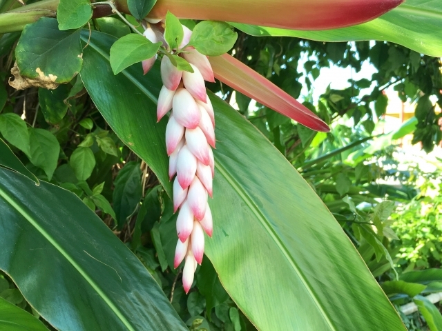 ポリフェノール豊富な月桃