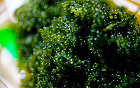 現地直送!沖縄産生の海ぶどう