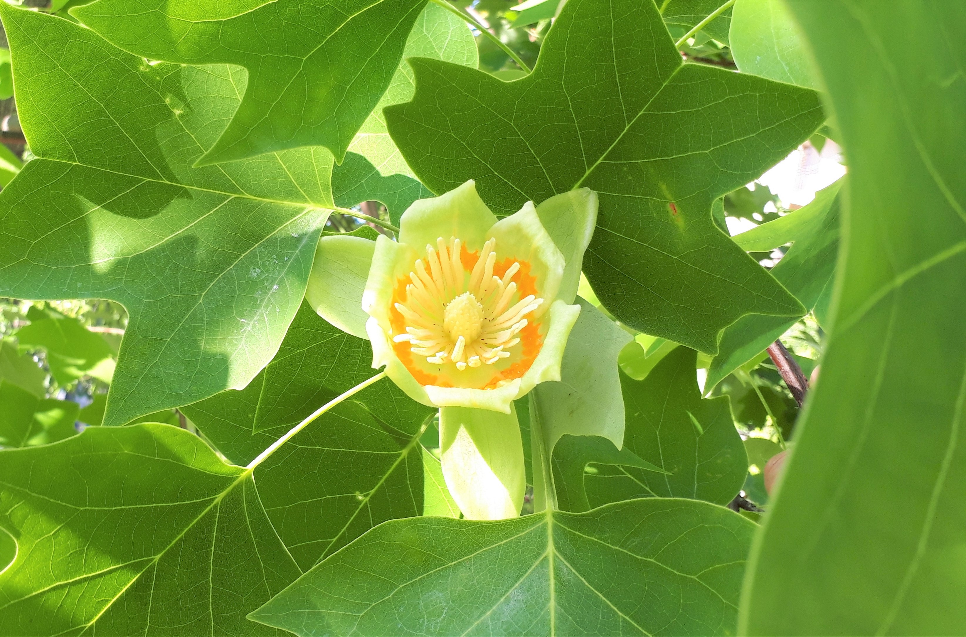 花2 (2)