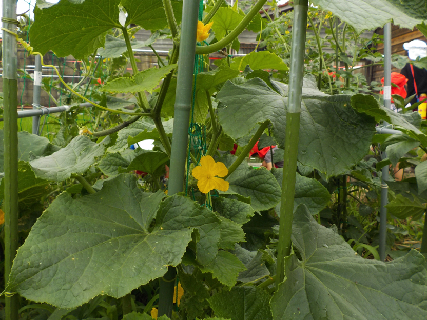 114畑キュウリ花