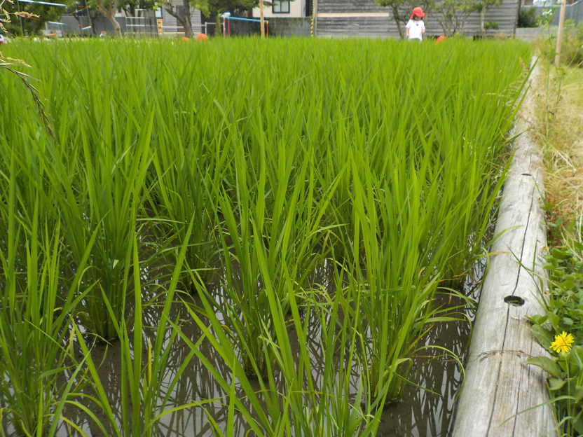 111田んぼ