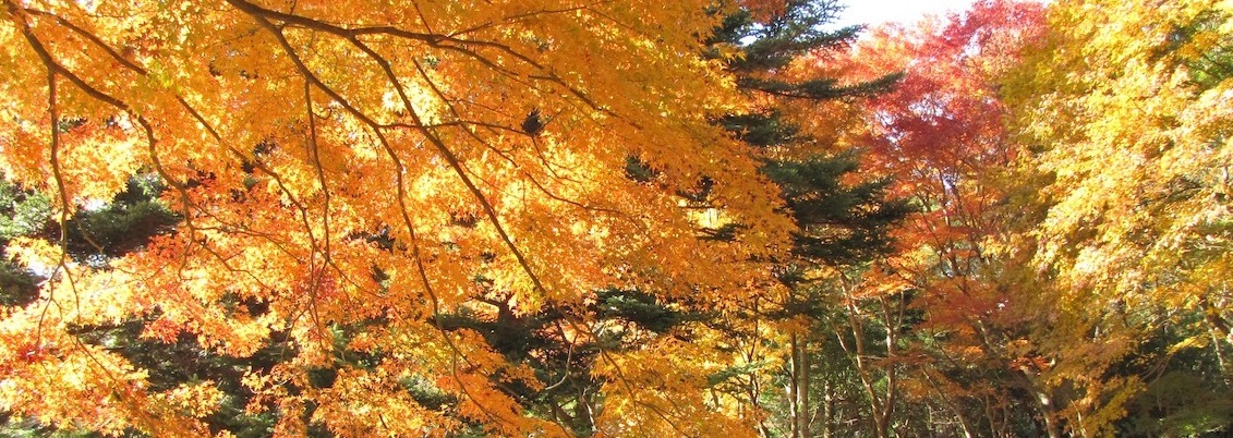 Landscape-12