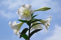 YuriFlower