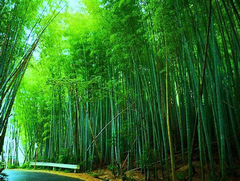 Bamboo