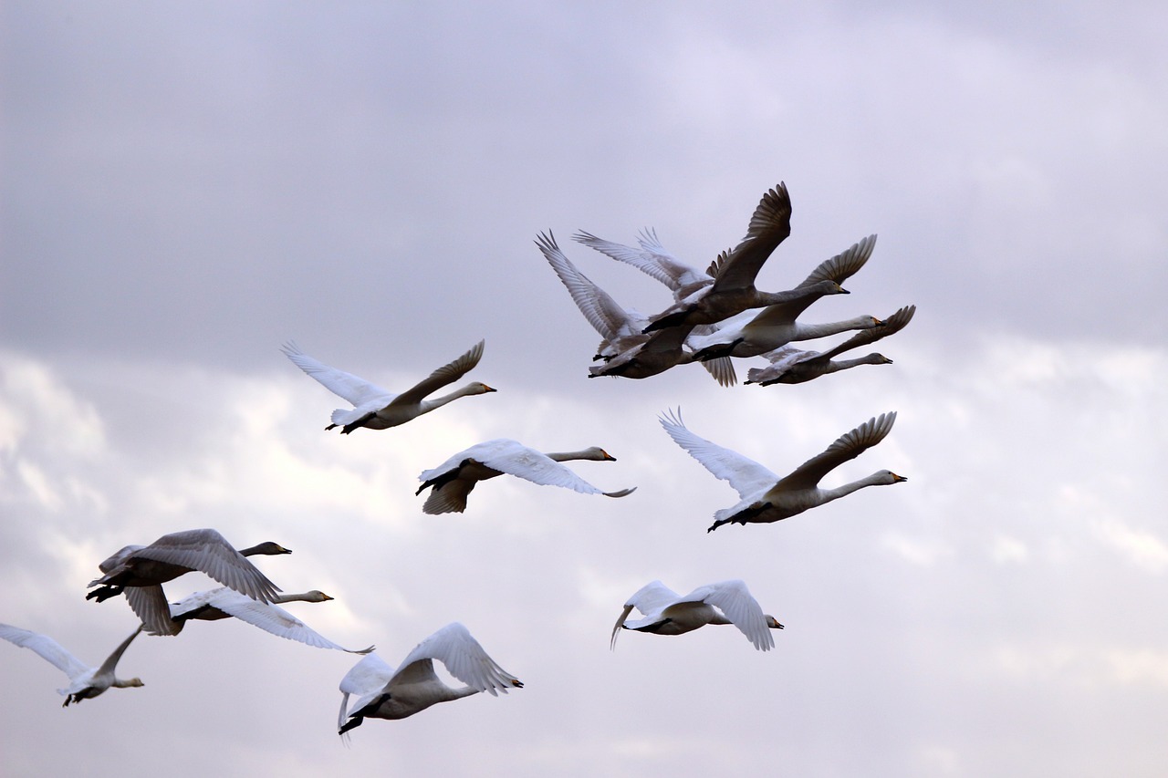 swan-1171665_1280
