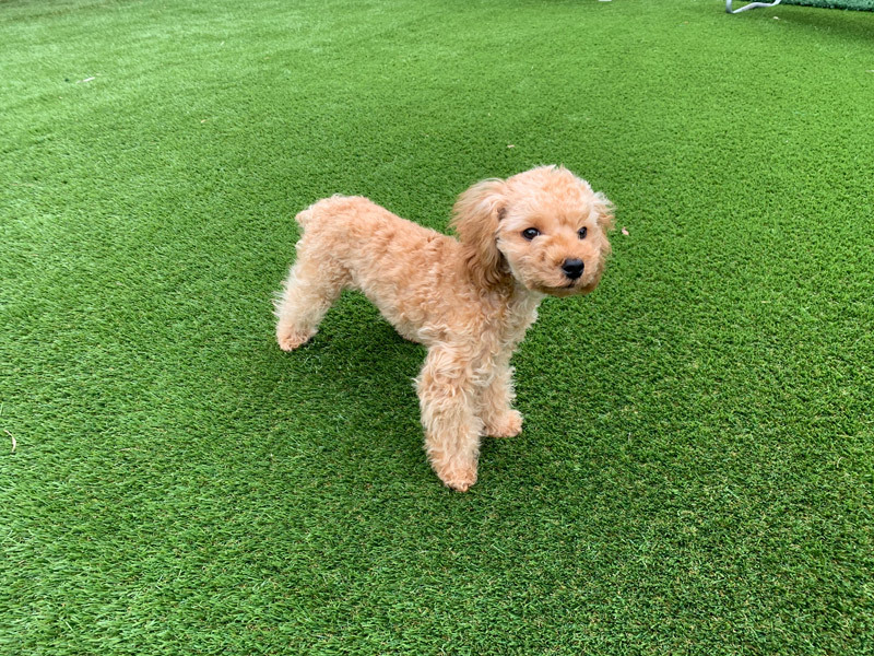 愛犬が喜ぶドッグラン