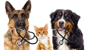 榎本動物病院について