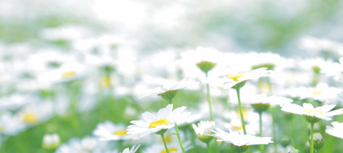 flower4