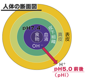 pHでみた排泄作用