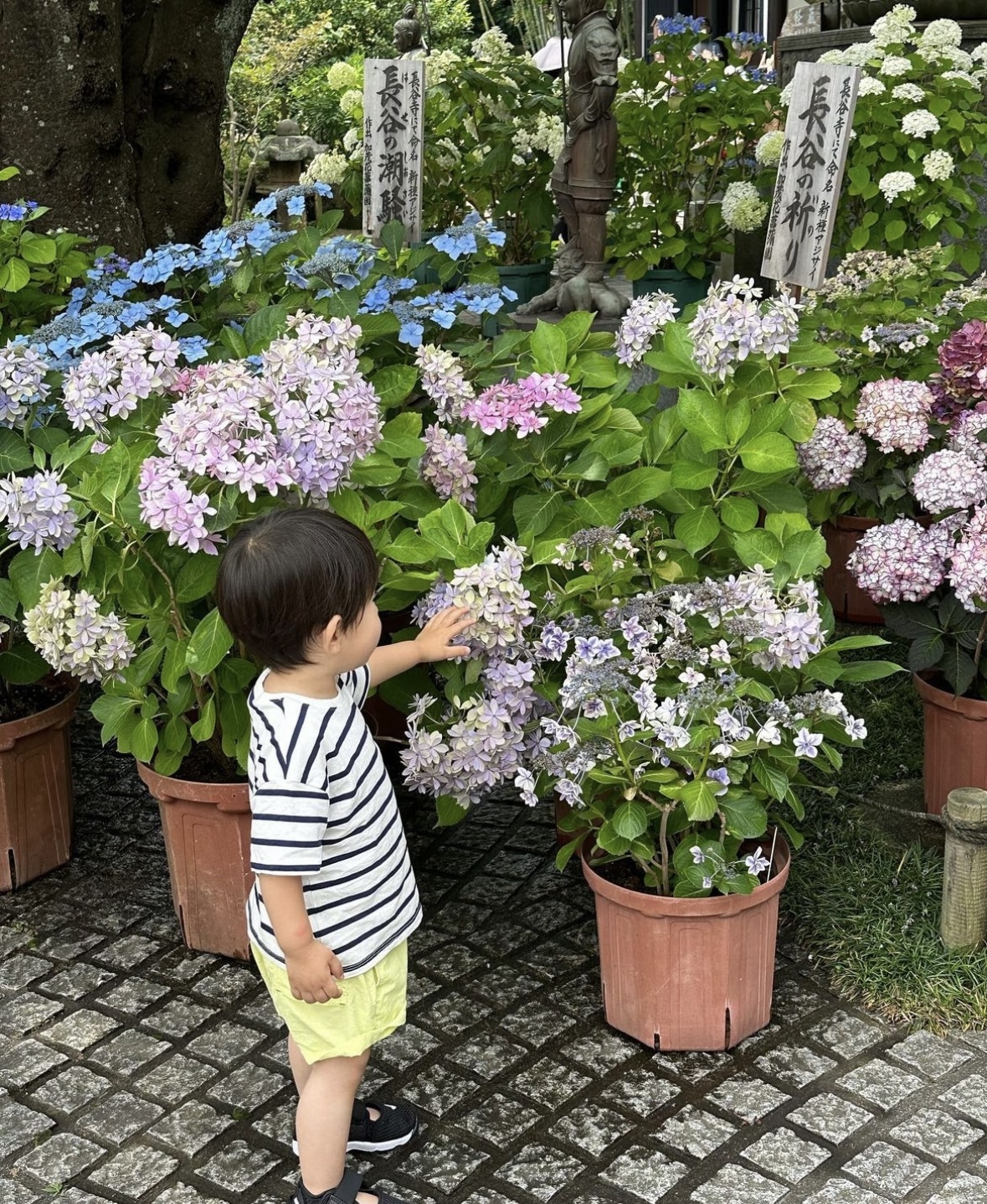 アジサイを見に行きました。