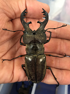 宮崎産ミヤマクワガタ