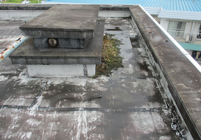 銀色のトップコートが剥げコケが生えた状態