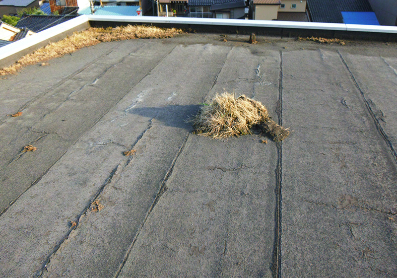 経年によるアスファルトシートの割れ(雑草の根も入り込んでいます)