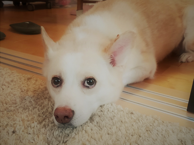 対象動物犬