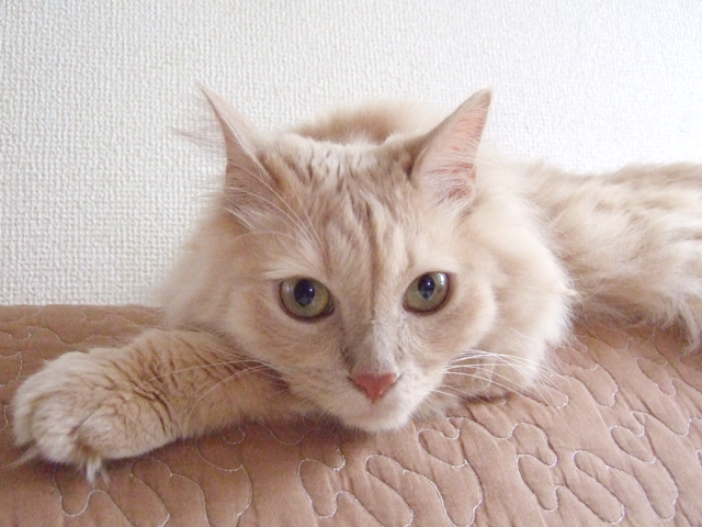 対象動物猫