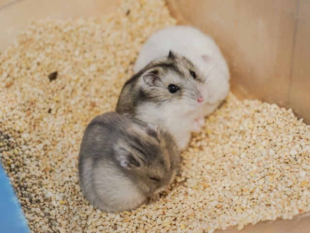 エキゾチック