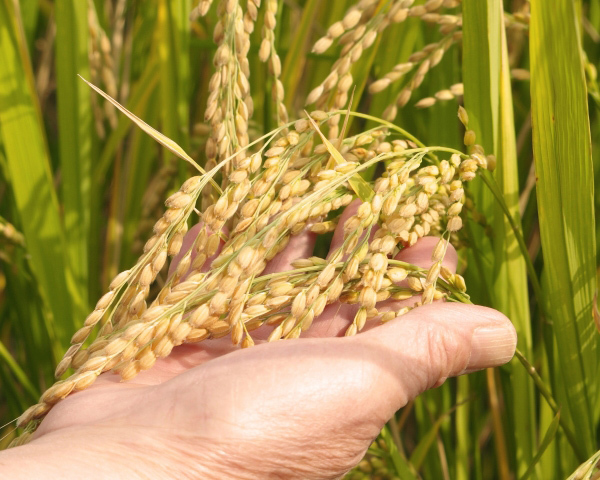 徹底した品質管理|お米の品質管理