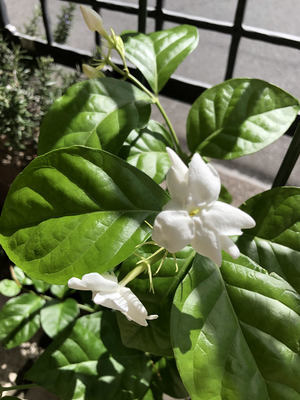 ピアノと呼吸 ジャスミンの花