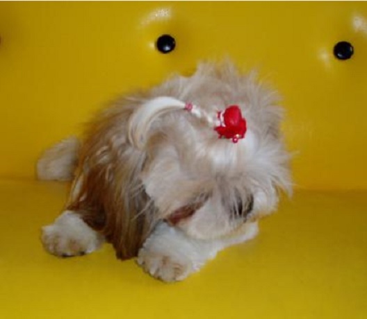 キン4d86dde7004d61982f1fd03fd0c0ace2