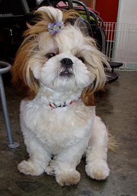 可愛いキンちゃん4