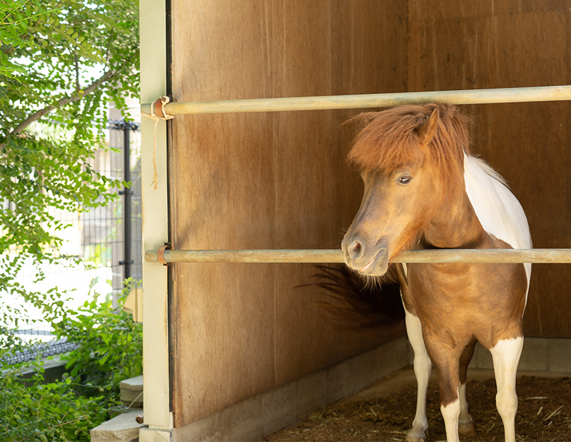 ホースセラピー1