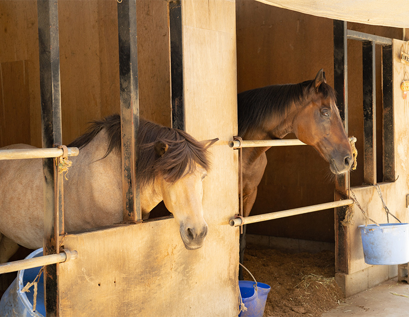 ホースセラピー2