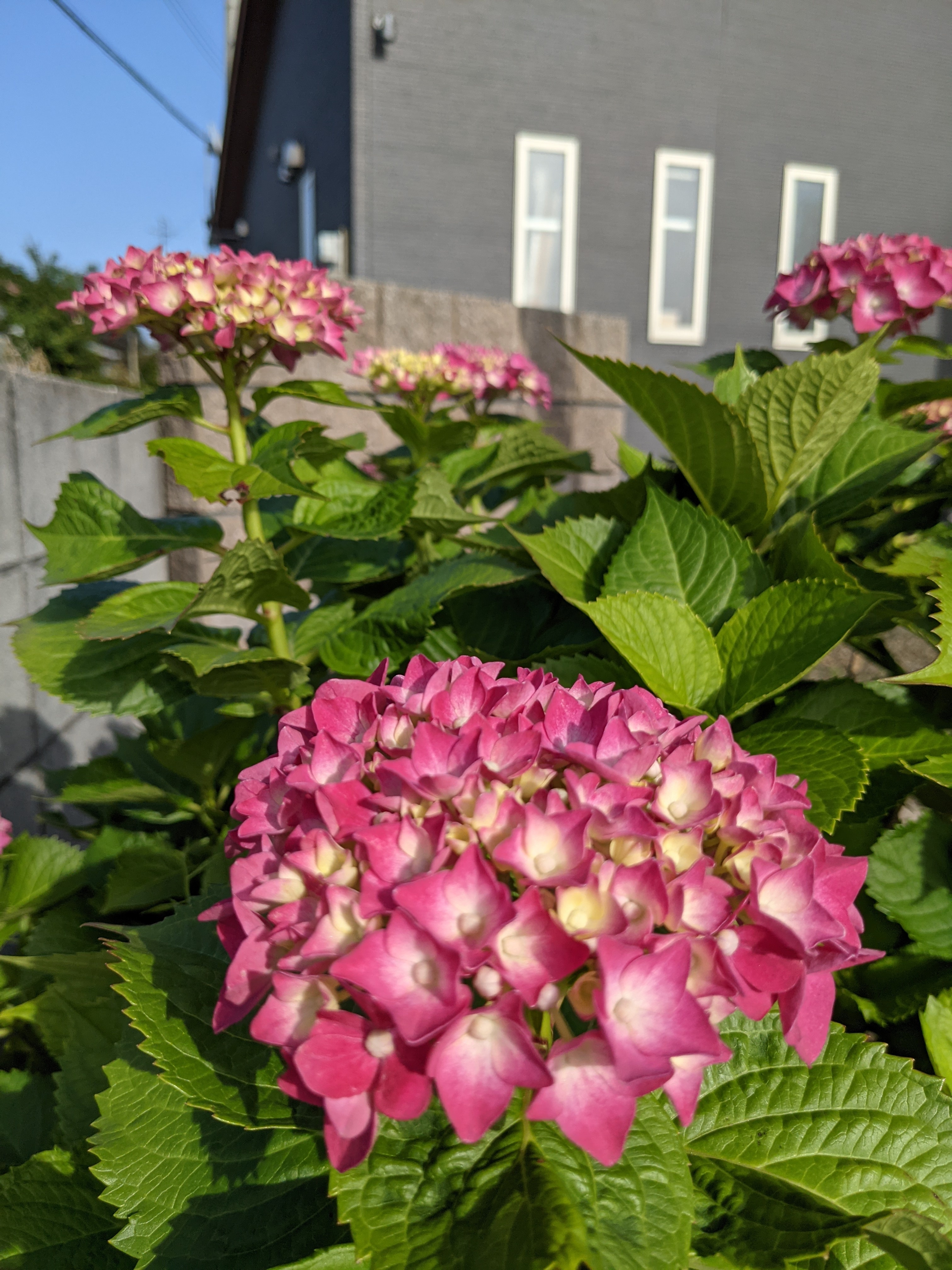 PXL_20210525_080452372.MP