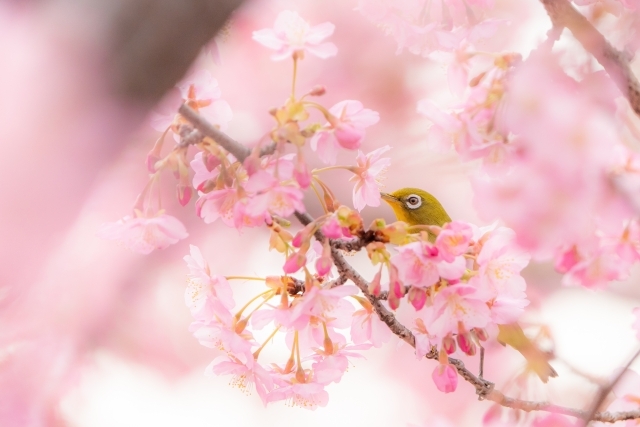 桜とめじろ