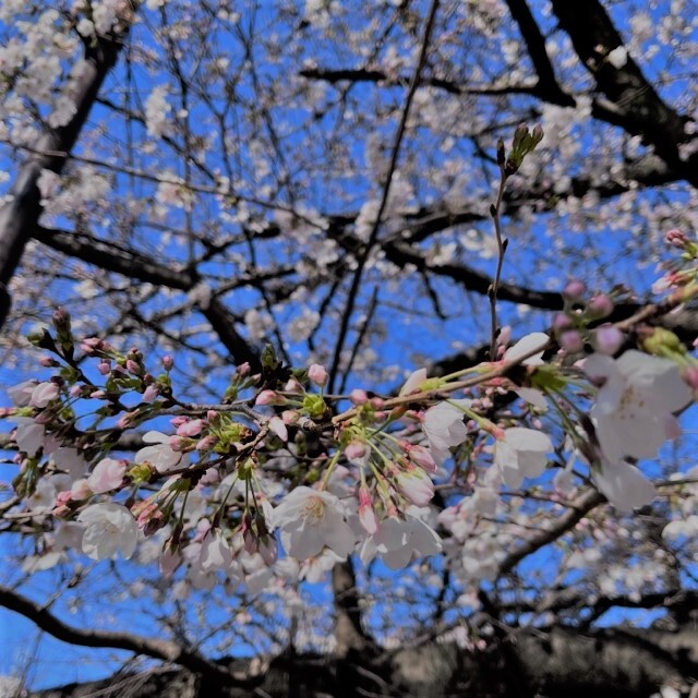 芽ぶく