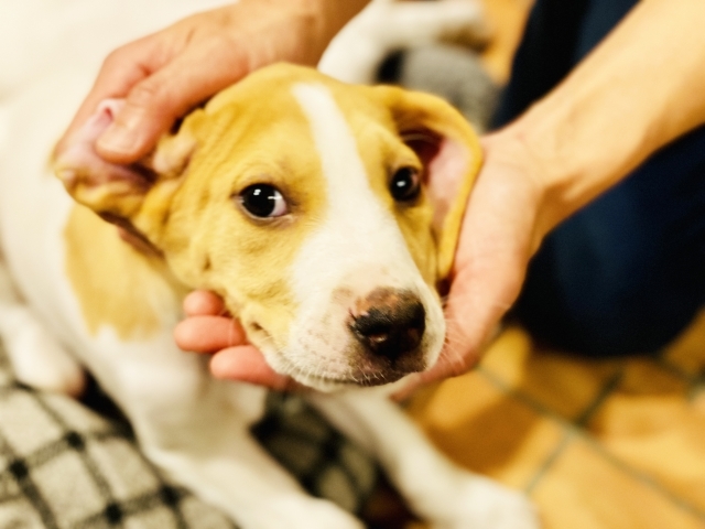 ペットホテル_犬