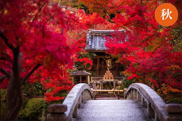 京都SKY観光ガイド協会のご紹介(秋)