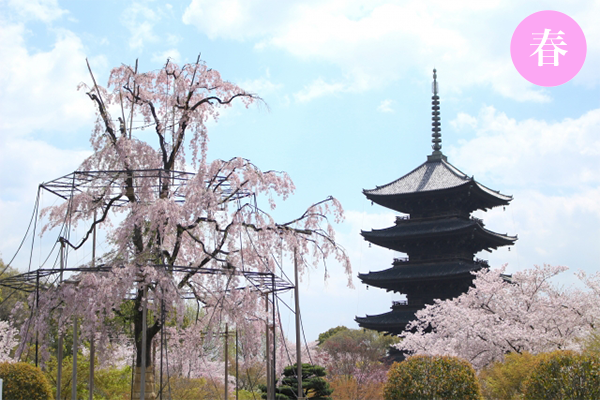 京都SKY観光ガイド協会のご紹介(春)