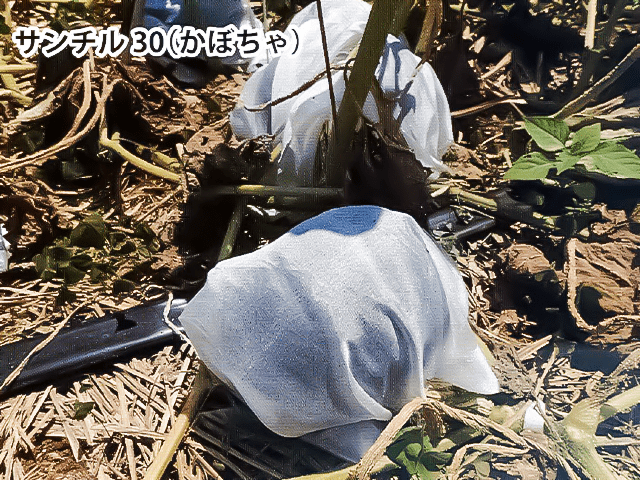 サンチル30(かぼちゃ)