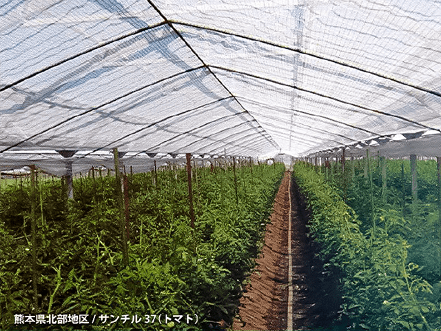 熊本県北部地区・サンチル37(トマト)