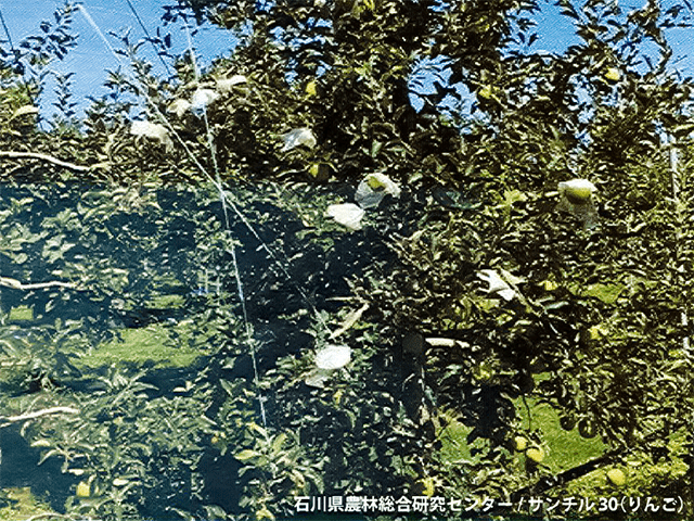 石川県農林総合研究センター・サンチル30(りんご)
