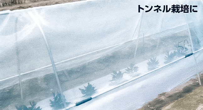 青天張_トンネル栽培に