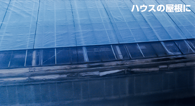 青天張_ハウスの屋根に
