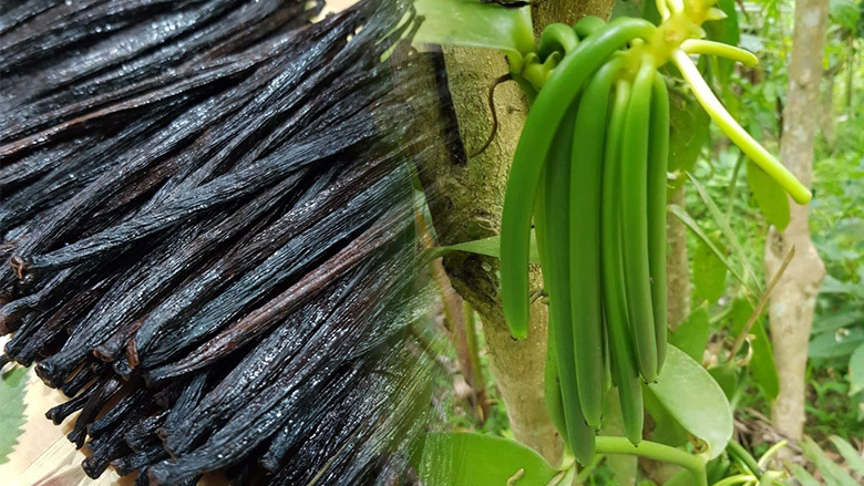 バニリンのバニラビーンズとは