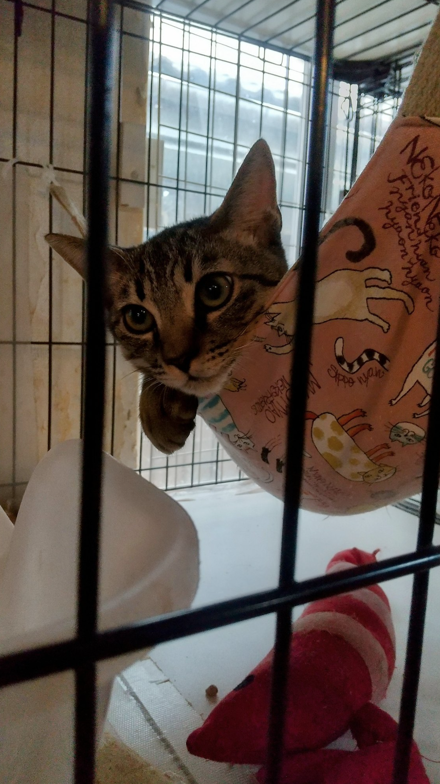 かつお保護猫