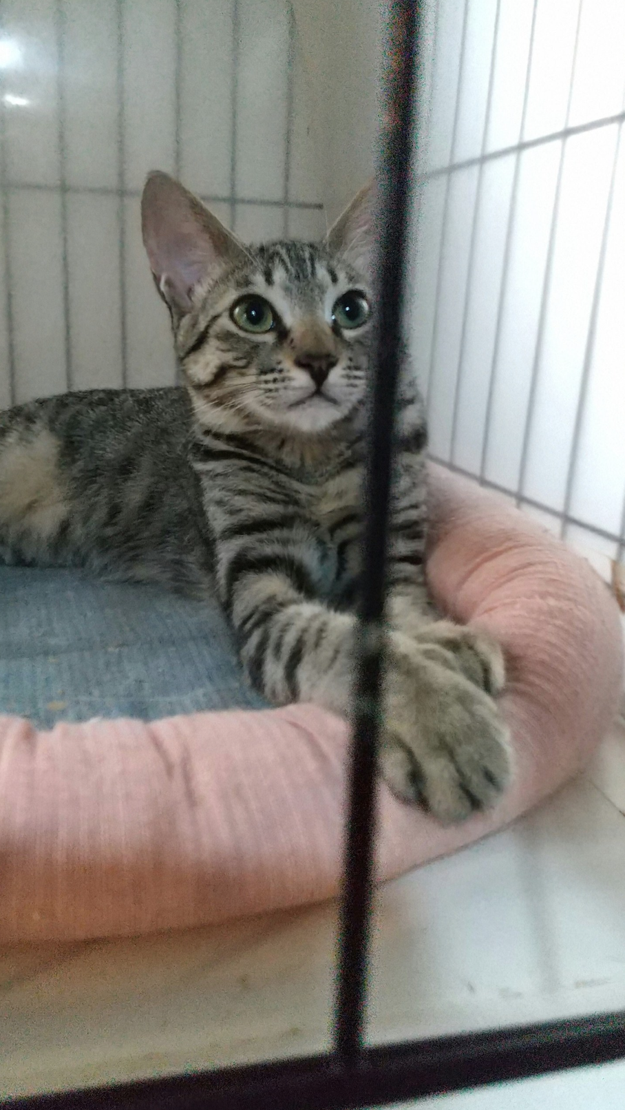 わかめ保護猫