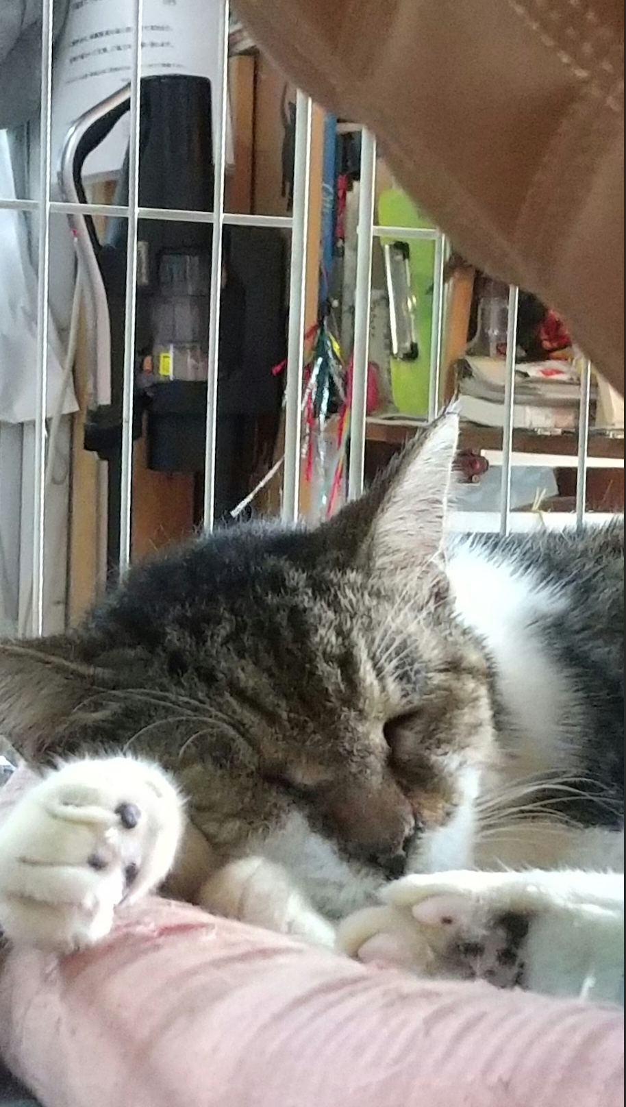 ニャン五郎保護猫